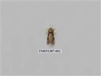 藏品(夜蛾科)的圖片